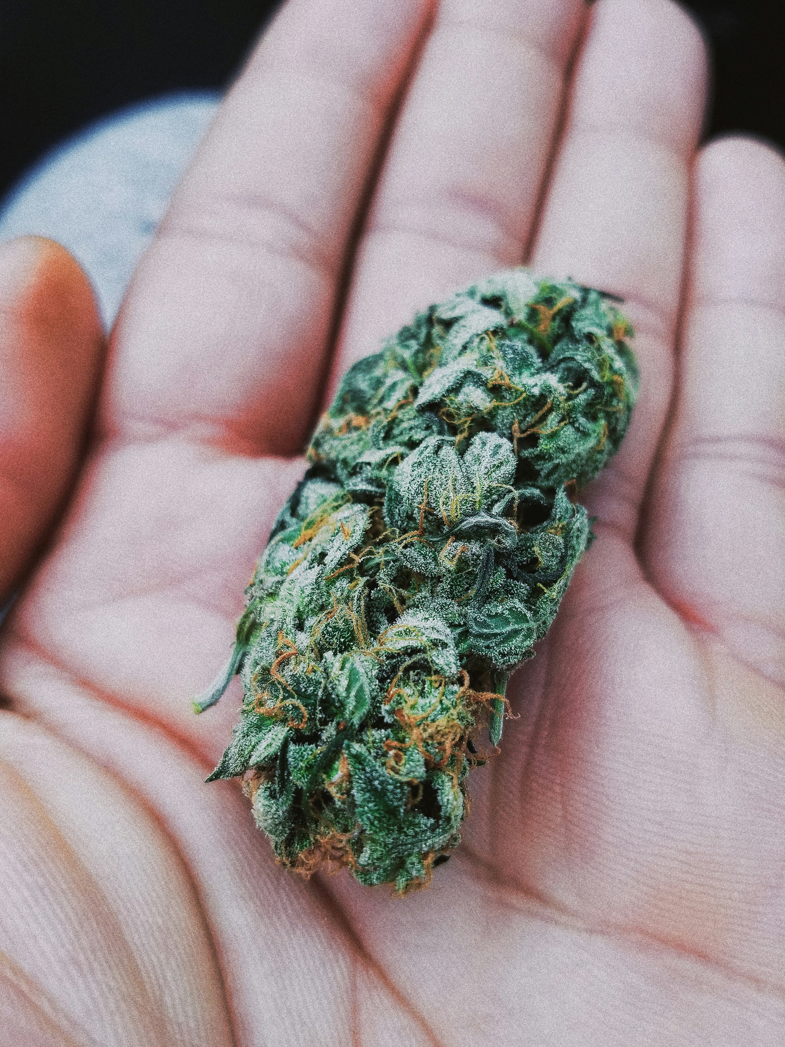 Закон о THC в Южной Корее — ответственность за хранение и употребление
